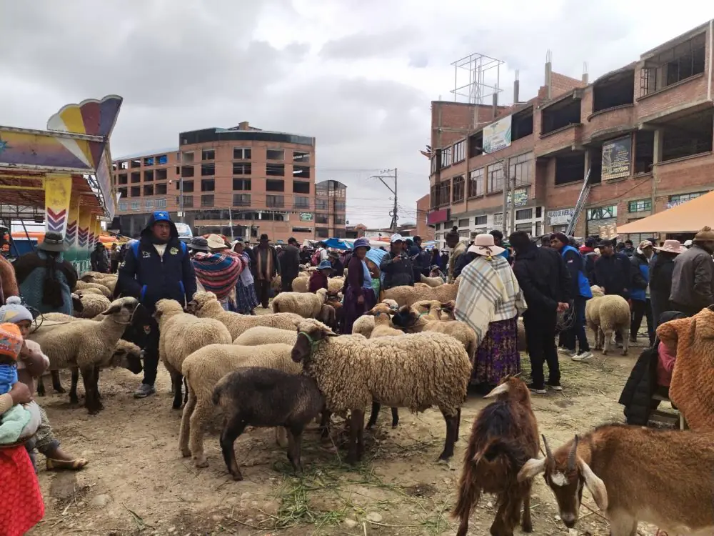 Venta de ganado en la Feria de Ramos de El Alto. FOTO: GAMEA