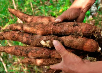 Bolivia se posiciona como el sexto mayor productor de yuca en la región