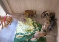 Los cachorros fueron derivados a Zoonosis /Pofoma