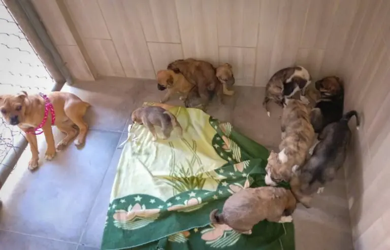 Los cachorros fueron derivados a Zoonosis /Pofoma