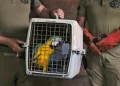 Pofoma rescata a una paraba desorientada en el Beni