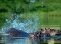 Se busca evitar el sacrificio de loa animales/AFP