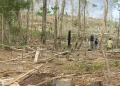 Bolivia vuelve a ocupar el segundo lugar en pérdida de bosques primarios. FOTO: Cámara Forestal de Bolivia