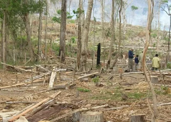 Bolivia vuelve a ocupar el segundo lugar en pérdida de bosques primarios. FOTO: Cámara Forestal de Bolivia