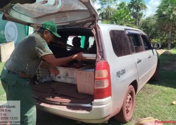 Personal del Sernap interviene la caza ilegal de un ciervo en el Parque Otuquis. FOTO: Sernap