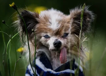 Lazare, un Spaniel Toy Continental Papillon, considerado el perro más viejo del mundo /AFP
