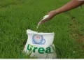 El dilema de la urea: vender caro afuera o sembrar barato adentro
