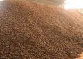 Bloqueos paralizan industria de la castaña en el norte del país