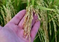 Arroz de Uruguay lidera el debut comercial de Mercosur con la UE