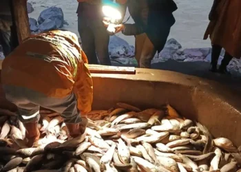 Es la temporada alta en la pesca de sábalo/Radio Soberanía