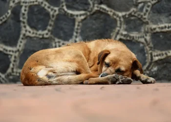 La Alcaldía endurece sanciones para propietarios de mascotas en caso de abandono. FOTO: RRSS
